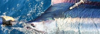 IGFA and Stanford University partner to form the IGFA Great Marlin Race