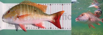IGFA launches All-Tackle Length Record release category